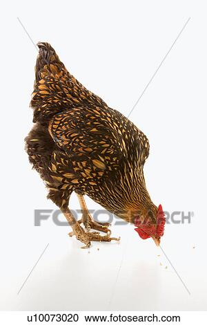 Stock Image - Golden Laced Wyandotte chicken pecking at feed.. Fotosearch