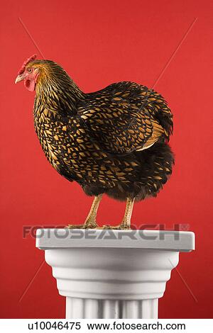 Stock Photography - Golden Laced Wyandotte chicken standing on column on red background.. Fotosearch