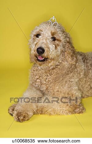 Stock Photography - Goldendoodle dog wearing tiara lying on yellow background.. Fotosearch