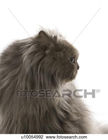 Stock Image - Gray Persian cat looking to side.. Fotosearch