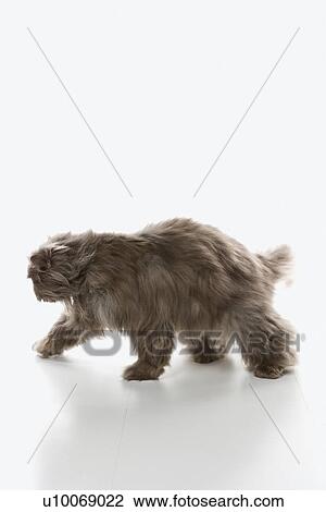 Gray Persian cat walking. View Large Photo Image Stock Image - Gray Persian cat walking.. Fotosearch