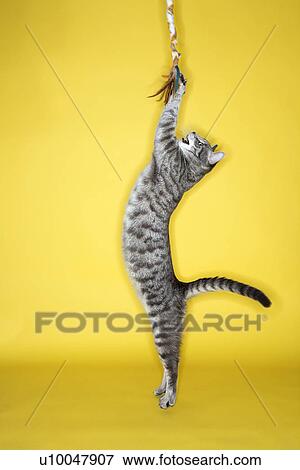 Gray striped cat jumping attacking toy. View Large Photo Image Stock Photo - Gray striped cat jumping attacking toy.. Fotosearch