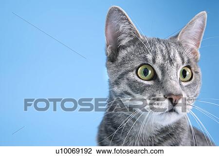 Stock Image - Gray striped cat.. Fotosearch