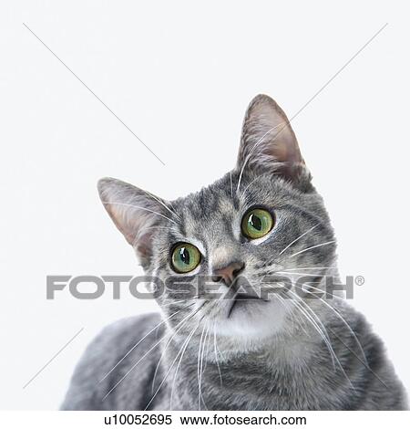 Stock Photography - Gray striped cat.. Fotosearch
