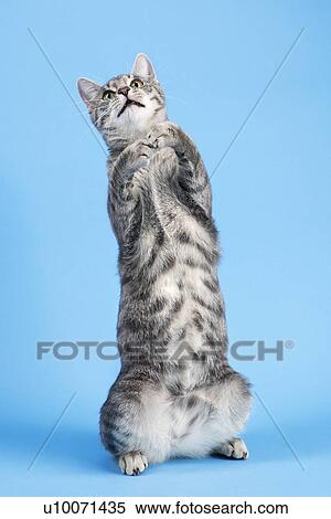 Gris Raye Chat Debout Sur Dos Haunches Banques De Photographies U Fotosearch