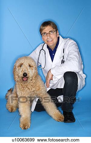 Middle-aged Caucasian male veterinarian with Goldendoodle dog. View Large Photo Image Stock Photo - Middle-aged Caucasian male veterinarian with Goldendoodle dog.. Fotosearch