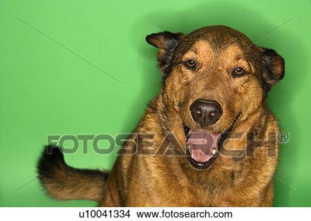Mixed breed brown dog sitting with ears back. View Large Photo Image Picture - Mixed breed brown dog sitting with ears back.. Fotosearch