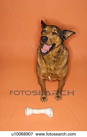 Mixed breed brown dog sitting with large bone. View Large Photo Image Stock Photo - Mixed breed brown dog sitting with large bone.. Fotosearch