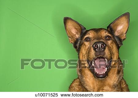 Mixed breed brown dog smiling. View Large Photo Image Stock Photography - Mixed breed brown dog smiling.. Fotosearch