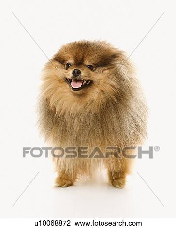 Pomeranian dog full-length portrait. View Large Photo Image Stock Image - Pomeranian dog full-length portrait.. Fotosearch