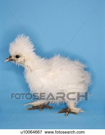 Stock Photo - Portrait of Japanese Silkie chick.. Fotosearch