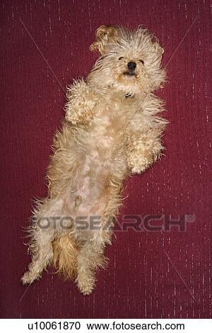 Portrait of mixed breed dog smiling at viewer. View Large Photo Image Stock Image - Portrait of mixed breed dog smiling at viewer. . Fotosearch