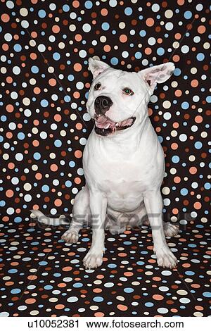 White Pit Bull dog against polka dot background. View Large Photo Image Stock Image - White Pit Bull dog against polka dot background.. Fotosearch