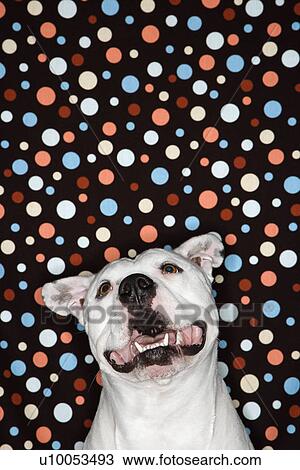 Stock Image - White Pit Bull dog against polka dot background.. Fotosearch