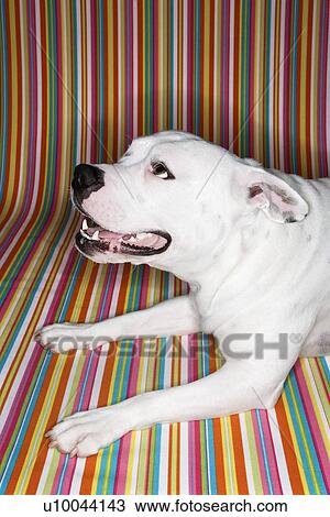 Stock Image - White Pit Bull dog against striped background.. Fotosearch