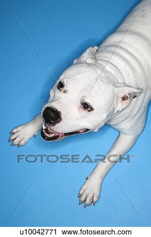 Stock Image - White Pit Bull dog on blue background.. Fotosearch