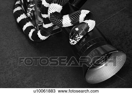 California Kingsnake wrapped around old movie camera lens. View Large Photo Image Stock Image - California Kingsnake wrapped around old movie camera lens.. Fotosearch