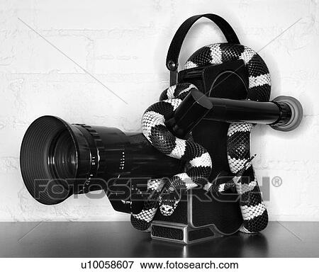 Stock Photo - California Kingsnake wrapped around old movie camera.. Fotosearch