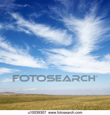 Stock Photo - Sky scene of golden field and wispy cirrus clouds. . Fotosearch
