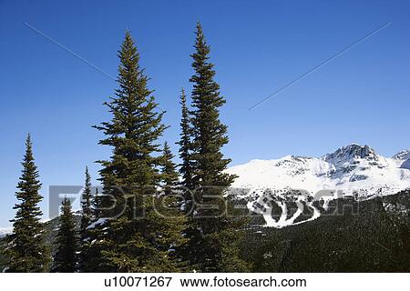 Scenic of pine trees and mountain ski trails. View Large Photo Image Stock Photo - Scenic of pine trees and mountain ski trails.. Fotosearch