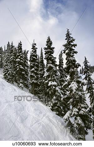 Snow-covered pine trees on mountain side. View Large Photo Image Stock Image - Snow-covered pine trees on mountain side.. Fotosearch
