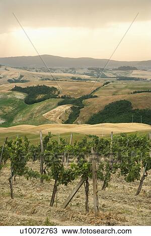 Stock Image - Tuscan vineyard with rolling hills in distance.. Fotosearch