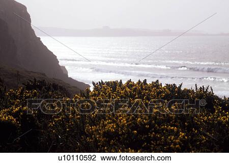 Shoreline vistas with waves and mist, gorse bushes in foreground Devon near Newquay England UK View Large Photo Image Stock Image - Shoreline vistas with waves and mist, gorse bushes in foreground Devon near Newquay England UK. Fotosearch
