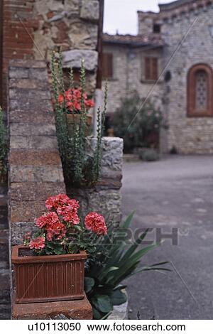 Stock Image - Geraniums in Italy. Fotosearch