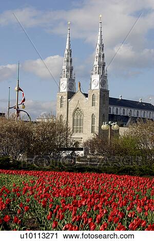 Stock Image - Ottawa Tulip Festival- Cathedral. Fotosearch