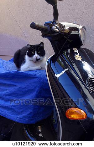 Stock Image - Motor Scoots with Cat. Fotosearch