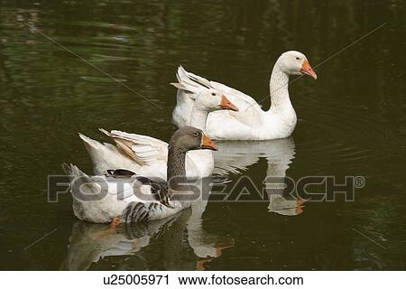 birds, duck, feathers, plumage, water birds, aquatic View Large Photo Image Stock Image - birds, duck, feathers, plumage, water birds, aquatic. Fotosearch
