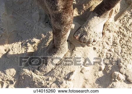 feet, legs, toes, walking, sand, sandy View Large Photo Image Stock Image - feet, legs, toes, walking, sand, sandy. Fotosearch