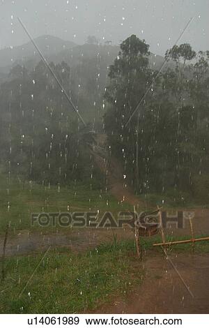 Stock Photo - field, flora, grow, growth, life, plant. Fotosearch