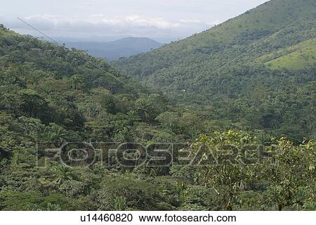 Stock Image - green, wilderness, dense, dense growth, natural, outdoors. Fotosearch