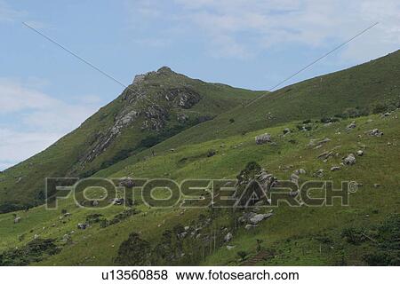 Stock Photo - green, wilderness, dense, dense growth, natural, outdoors. Fotosearch