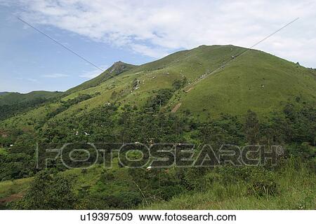Stock Photo - green, wilderness, dense, dense growth, natural, outdoors. Fotosearch
