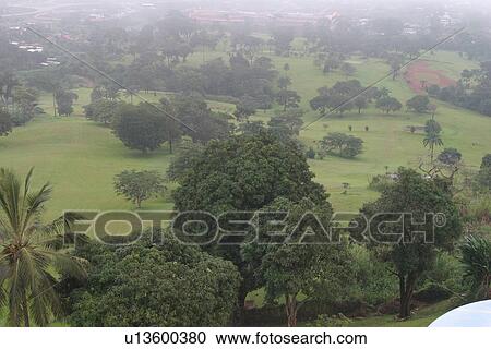 Stock Image - green, wilderness, growth, dense, dense growth, trees. Fotosearch