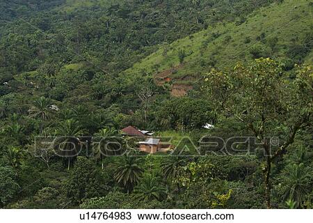 Stock Image - green, wilderness, growth, dense, dense growth, natural. Fotosearch