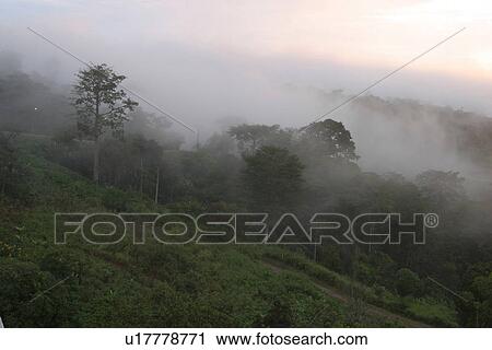 Stock Image - green, wilderness, growth, dense, dense growth, trees. Fotosearch