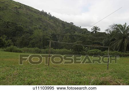 Stock Photography - green, wilderness, growth, dense, dense growth, trees. Fotosearch