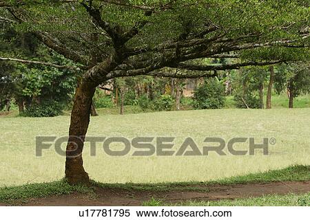 Stock Photography - green, wilderness, growth, dense, dense growth, trees. Fotosearch
