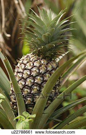 Stock Image - plant, plant life, flora, growth, green, environment. Fotosearch