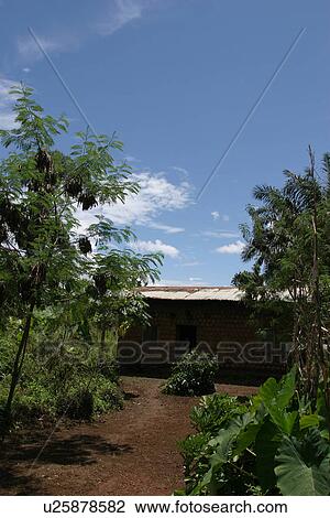 Stock Image - plant, plant life, flora, growth, green, environment. Fotosearch