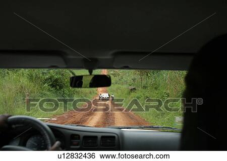 Stock Photograph - plant, plant life, flora, growth, green, environment. Fotosearch