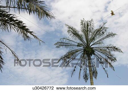 Stock Image - tree, plant, plant life, flora, outdoors, outside. Fotosearch