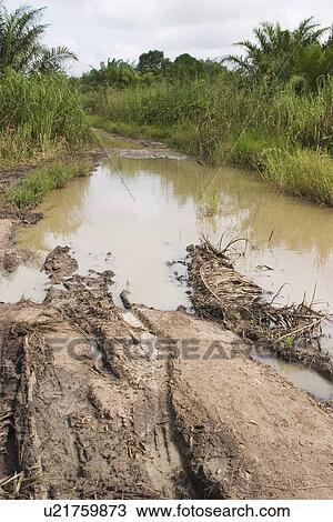 Stock Image - Trees, Water. Fotosearch