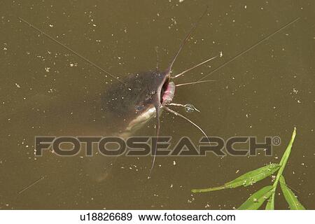 Stock Photo - water, lake, pond, stream, fish, flora. Fotosearch