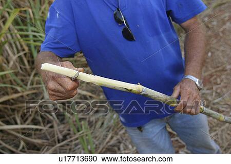 Stock Image - cane, chopping, agriculture. Fotosearch