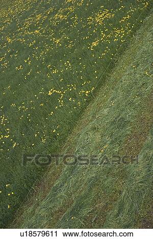cultivated, day, daytime View Large Photo Image Stock Image - cultivated, day, daytime. Fotosearch