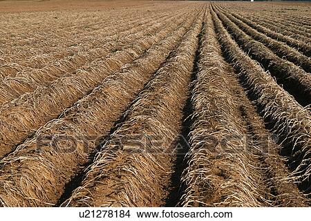 Picture - field, cultivated, outdoors, daytime, barren, arid. Fotosearch